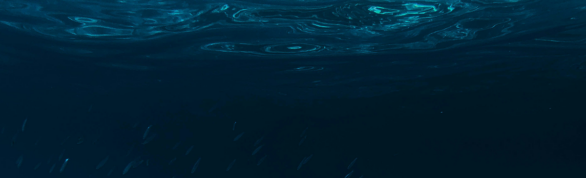Underwater ocean scene with deep blue water, rippling water surface at the top, and small fish visible in the darker depths.